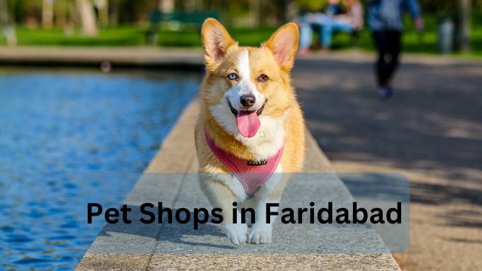 pet shops in faridabad